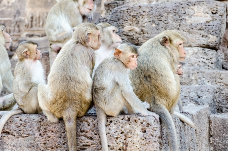 Monkey family activitiesの写真素材