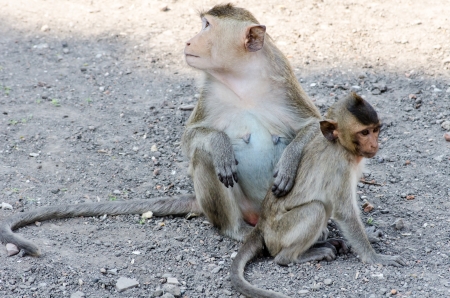 Monkey family activitiesの写真素材