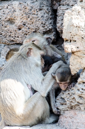 Monkey family activitiesの写真素材