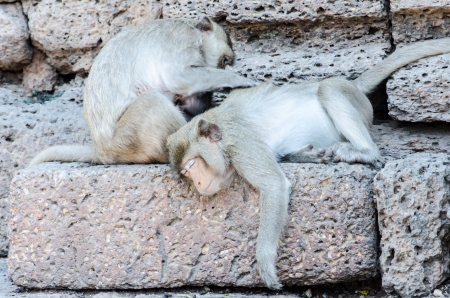 Monkey family activitiesの写真素材