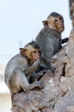 Monkey family activitiesの写真素材