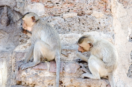 Monkey family activitiesの写真素材