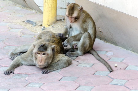 Monkey family activities