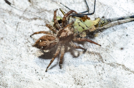 Jumping spider close-upの写真素材