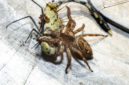 Jumping spider close-upの写真素材