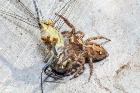 Jumping spider close-upの写真素材