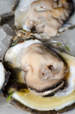 Fresh oyster with ice closeupの写真素材