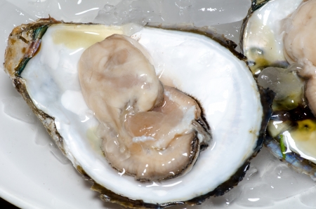 Fresh oyster with ice closeupの写真素材