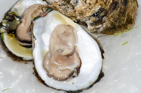 Fresh oyster with ice closeupの写真素材