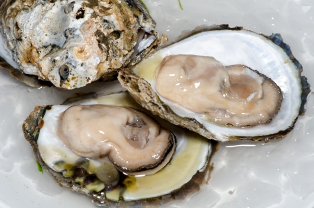 Fresh oyster with ice closeupの写真素材