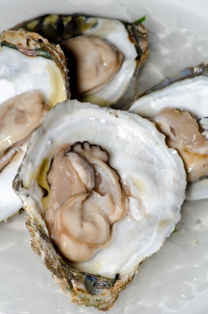 Fresh oyster with ice closeupの写真素材