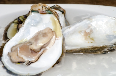 Fresh oyster with ice closeupの写真素材