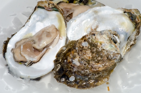 Fresh oyster with ice closeupの写真素材