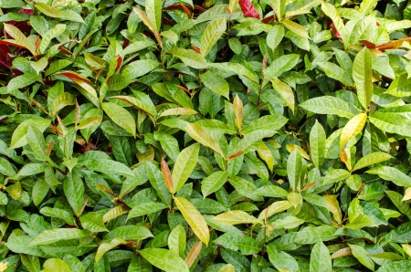 Green and red leaf textureの写真素材