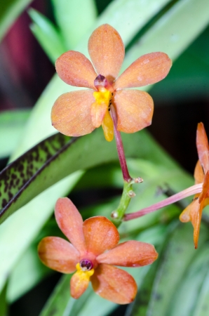 Still life with branch orange orchidの写真素材