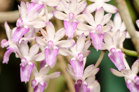 Pink and white small orchid flower cluster in bloom in springの写真素材