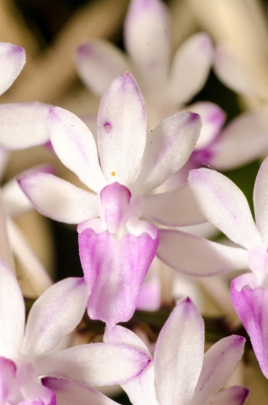 Pink and white small orchid flower cluster in bloom in springの写真素材