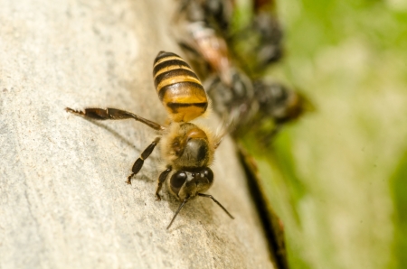 Bee close upの写真素材