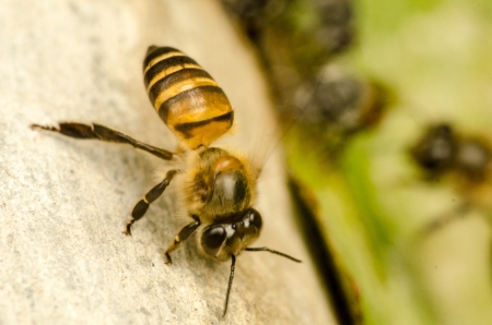 Bee close upの写真素材