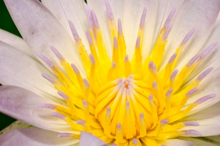 Close up of white water lilyの写真素材