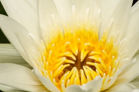 Close up of white water lilyの写真素材