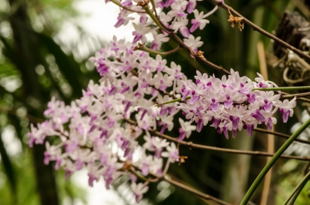 Pink and white small orchid flower cluster in bloom in springの写真素材