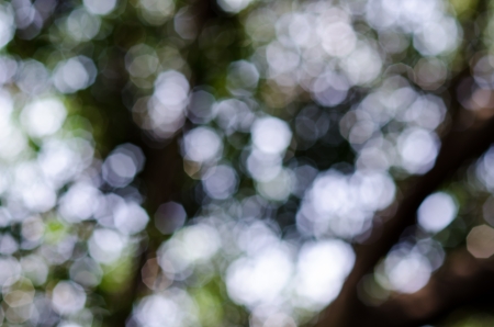 Leaf tree and sky bokehの写真素材