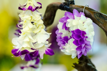 The garland orchidの写真素材