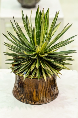 Fancy shaped decorative treeの写真素材