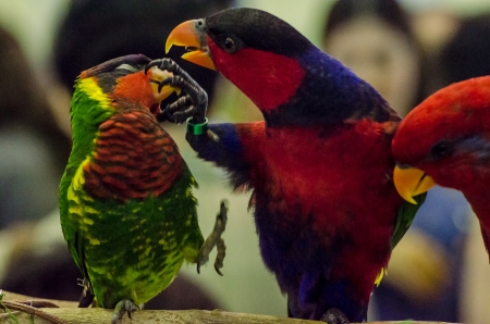 parrot bird sitting on the perchの写真素材