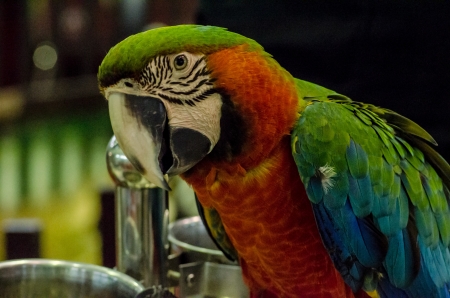 parrot bird sitting on the perchの写真素材