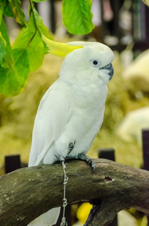 parrot bird sitting on the perchの写真素材