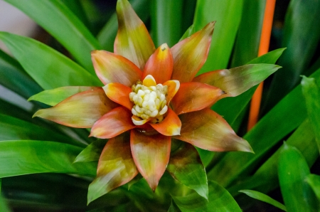 pineapple flowerの写真素材