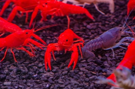 Colorful shrimpsの写真素材