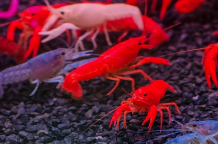 Colorful shrimpsの写真素材