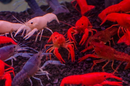 Colorful shrimpsの写真素材