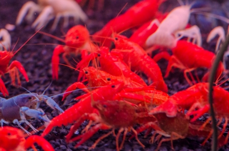 Colorful shrimpsの写真素材