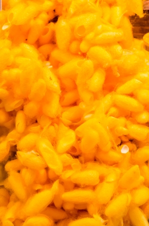 cocoon silkworm many silk worm yellowの写真素材