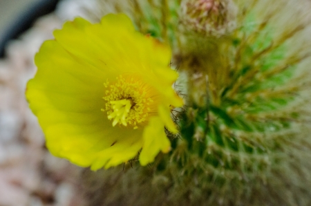 Cactus flowerの写真素材