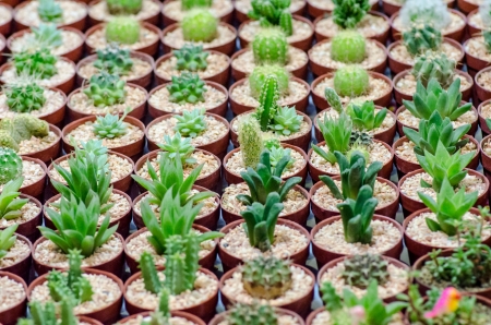 Cactus patternの写真素材