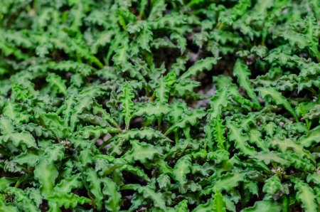 Dessert plants patternの写真素材