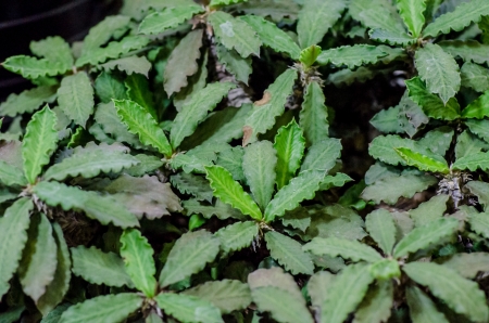 Dessert plants patternの写真素材