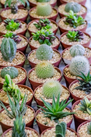 Cactus patternの写真素材