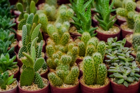 Cactus patternの写真素材