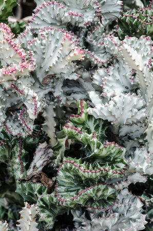 Dessert plant texture