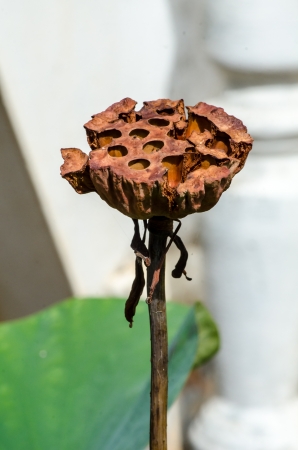Fruit of lotus flower (Nelumbo nucifera)の写真素材