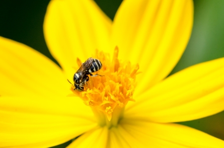 a bee on yellow flowerの写真素材