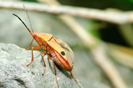 The red bug close upの写真素材