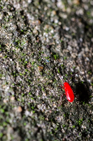 The red bug close upの写真素材