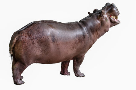 Isolated hippopotamus on white background opened mouth